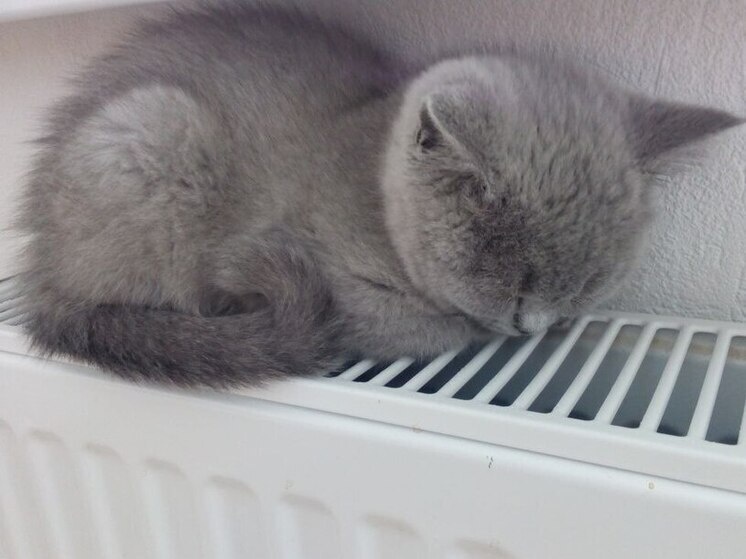     Прежде чем искать виноватого, нужно понять природу явления. Фото: Архив МК в Великом Новгороде