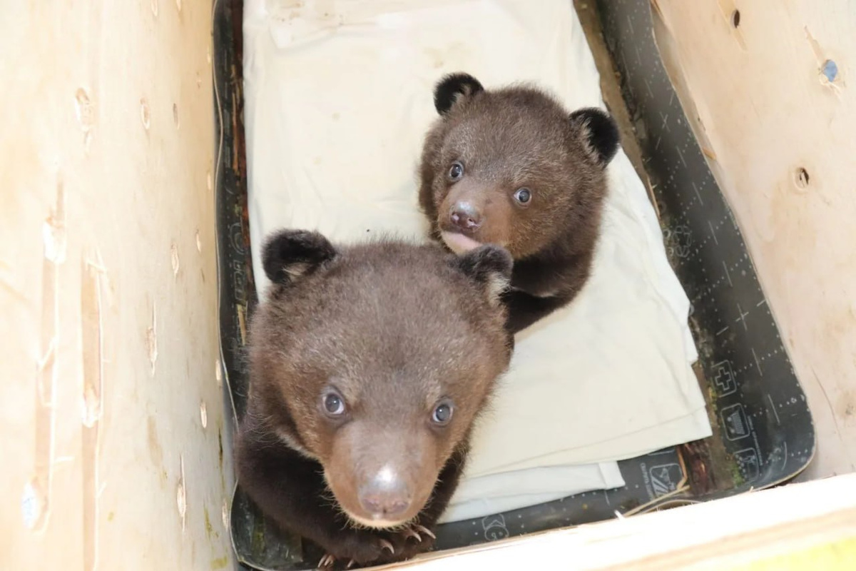    Фото: https://t.me/minles_pk/3960