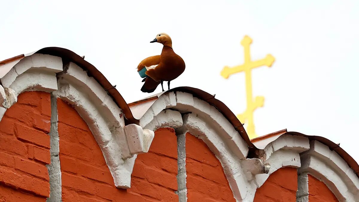    Фото: vm.ru Максим Левин