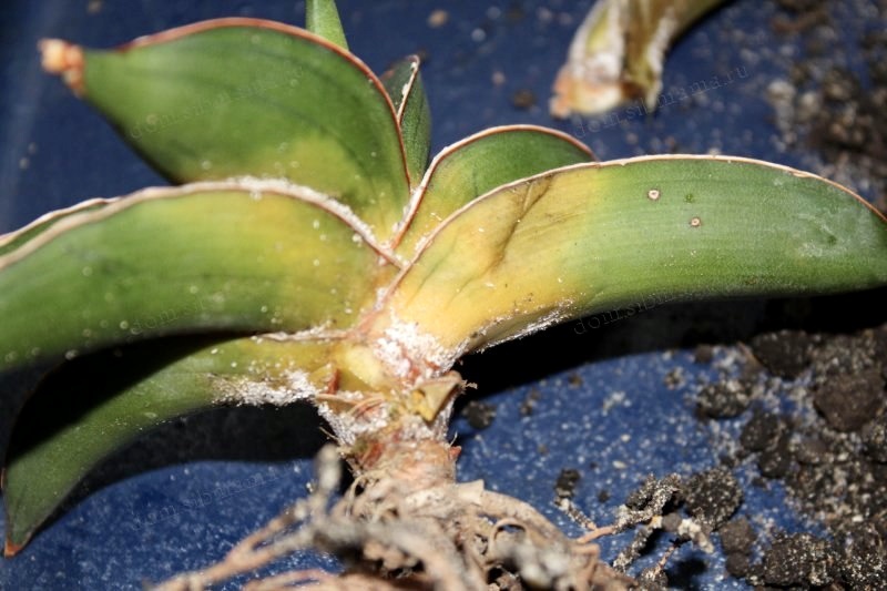 Мучнистый червец на сансевиерии: признаки поражения и план действий