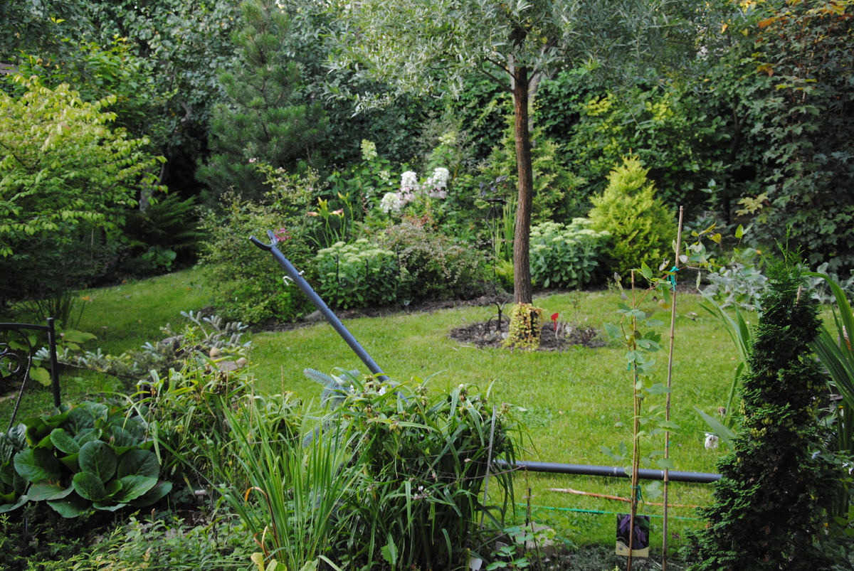 Мой сад летом 2025 г