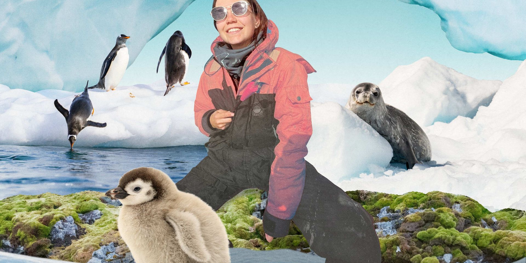 Как я работаю биологом в Антарктике: считаю пингвинов и наблюдаю за тюленями