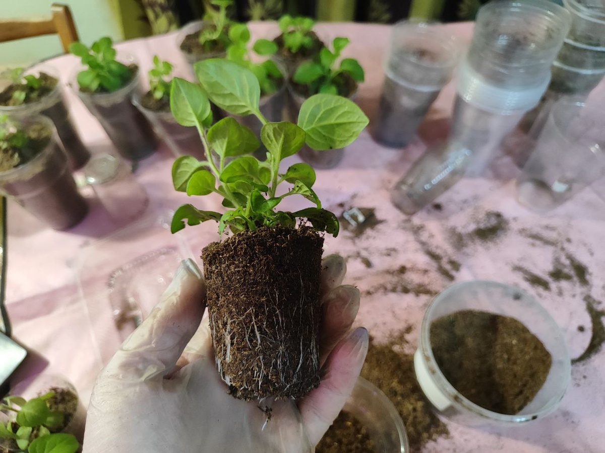 Хорошая петунька получается_