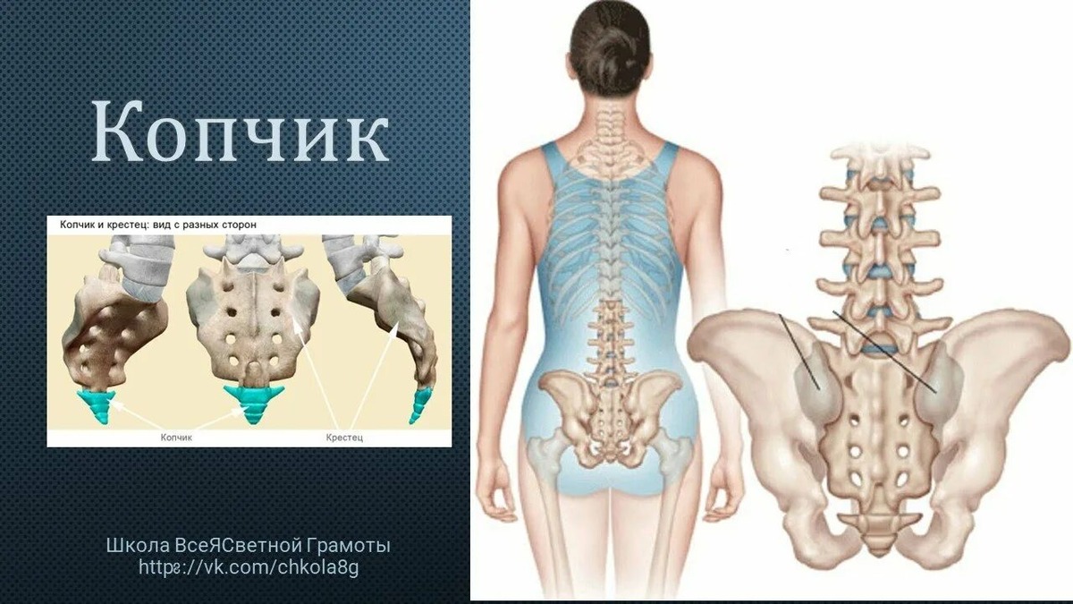 копчик и крестец 