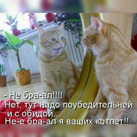 Забавные мемы