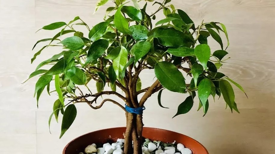 Формируем крону фикуса Бенджамина весной: секреты пышной шапки
