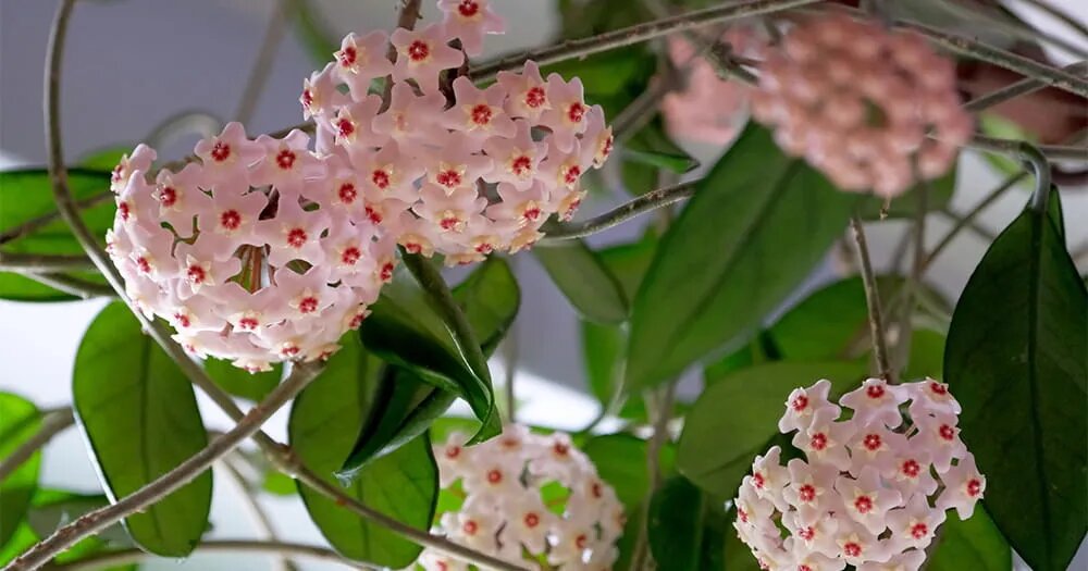 Хойя: секреты ухода в домашних условиях за восковым плющом