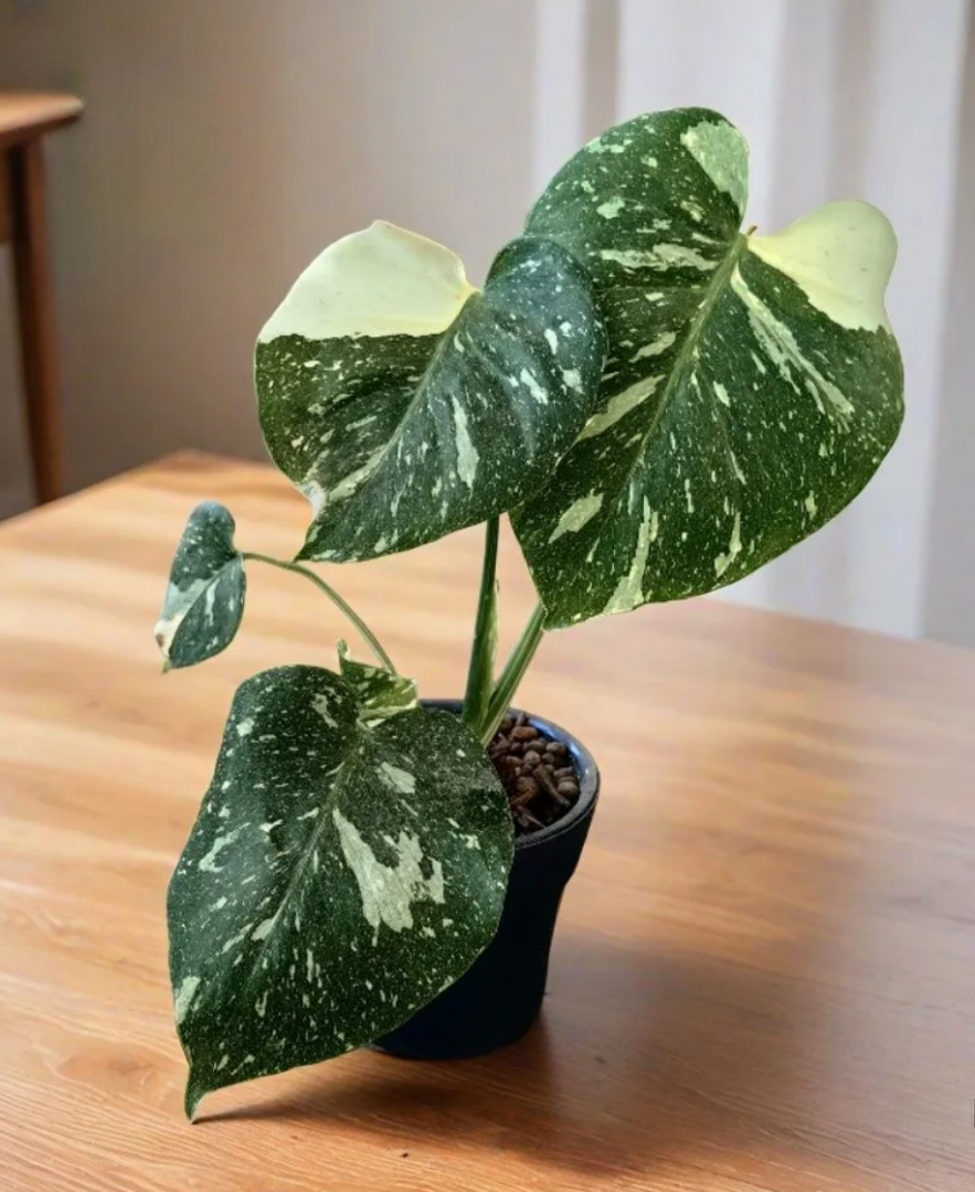 Монстера Тайское Созвездие