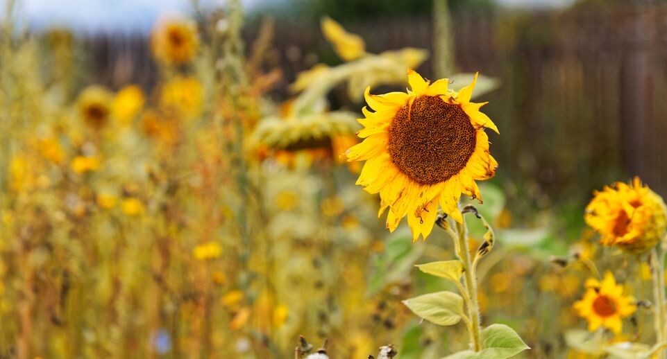    медиасток.рф