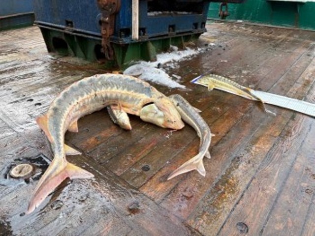    CREATOR: gd-jpeg v1.0 (using IJG JPEG v80), quality = 90 Виктория Каратаева