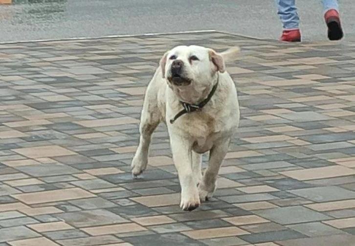 Старушка-лабрадора с травмой лапы пропала в Волжском