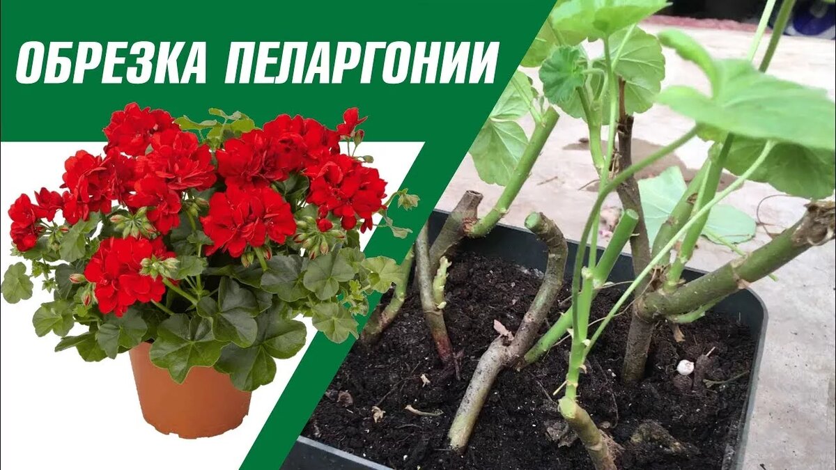 Как обрезать герань (пеларгонию), чтобы она цвела все лето шаром