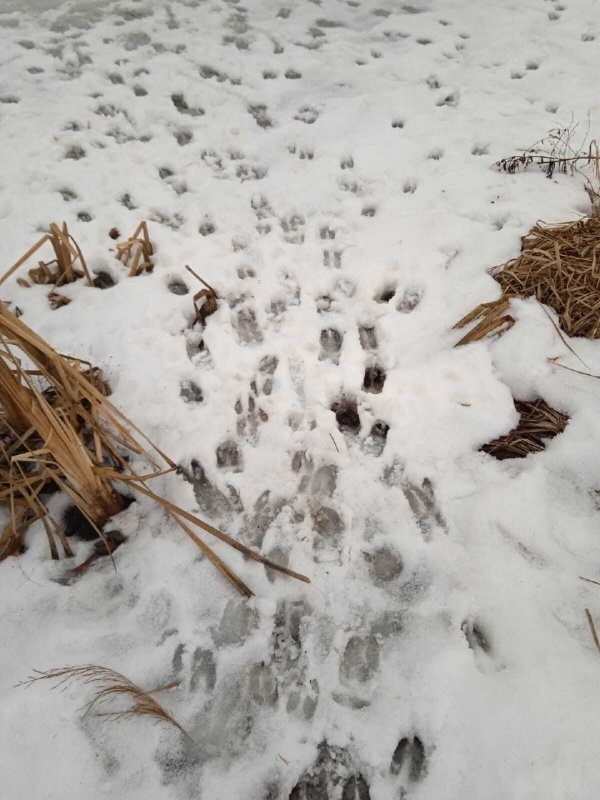     © фото - тг-канал Министерство природных ресурсов Курской области