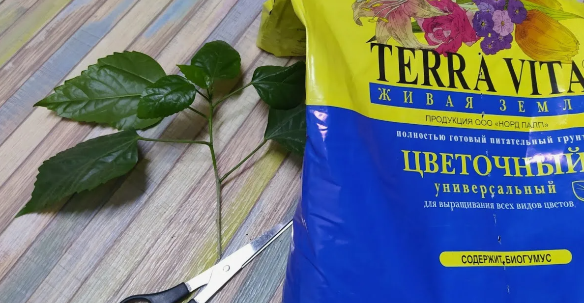 Какой грунт выбрать для роз: готовый магазинный или смесь своими руками