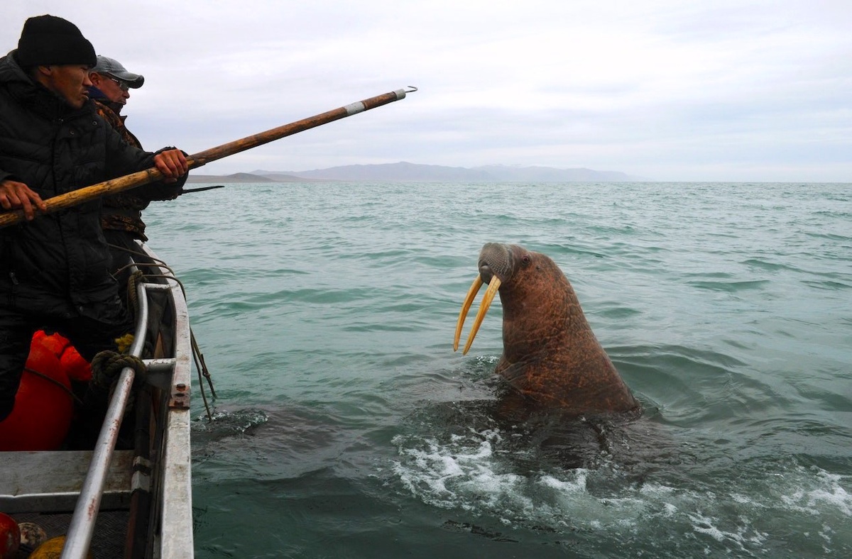 Фото: телеграм-канал «Сельхоз Чукотки» / t.me/depshp_chukotka/