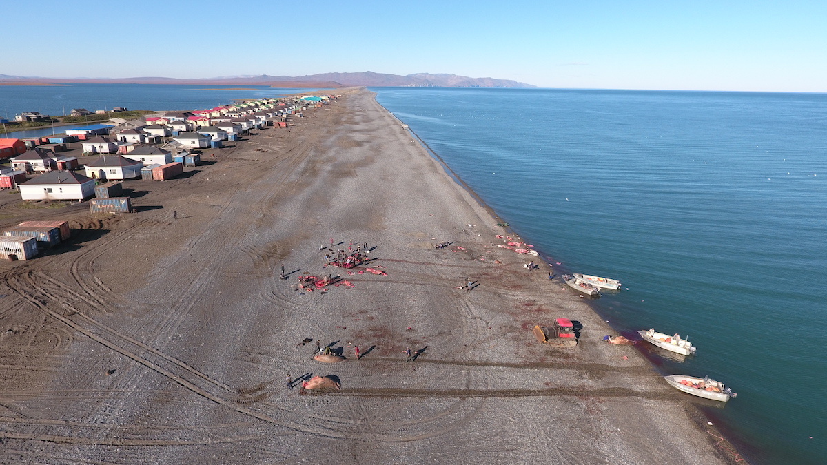 Разделывание морзверобойной добычи – моржей в чукотском селе Уэлен, самом восточном населенном пункте Евразии. С одной стороны — лагуна, с другой — Чукотское море. Фото: Леонид Круглов