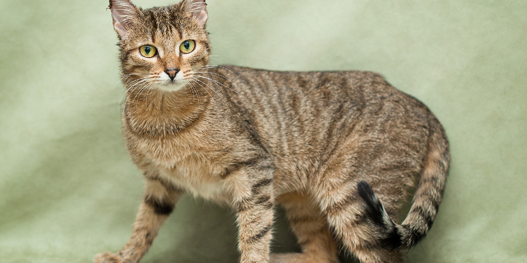 Особенная кошечка ищет дом