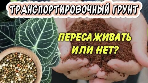 Срочная пересадка купленного цветка: нужно ли смывать транспортировочный магазинный грунт