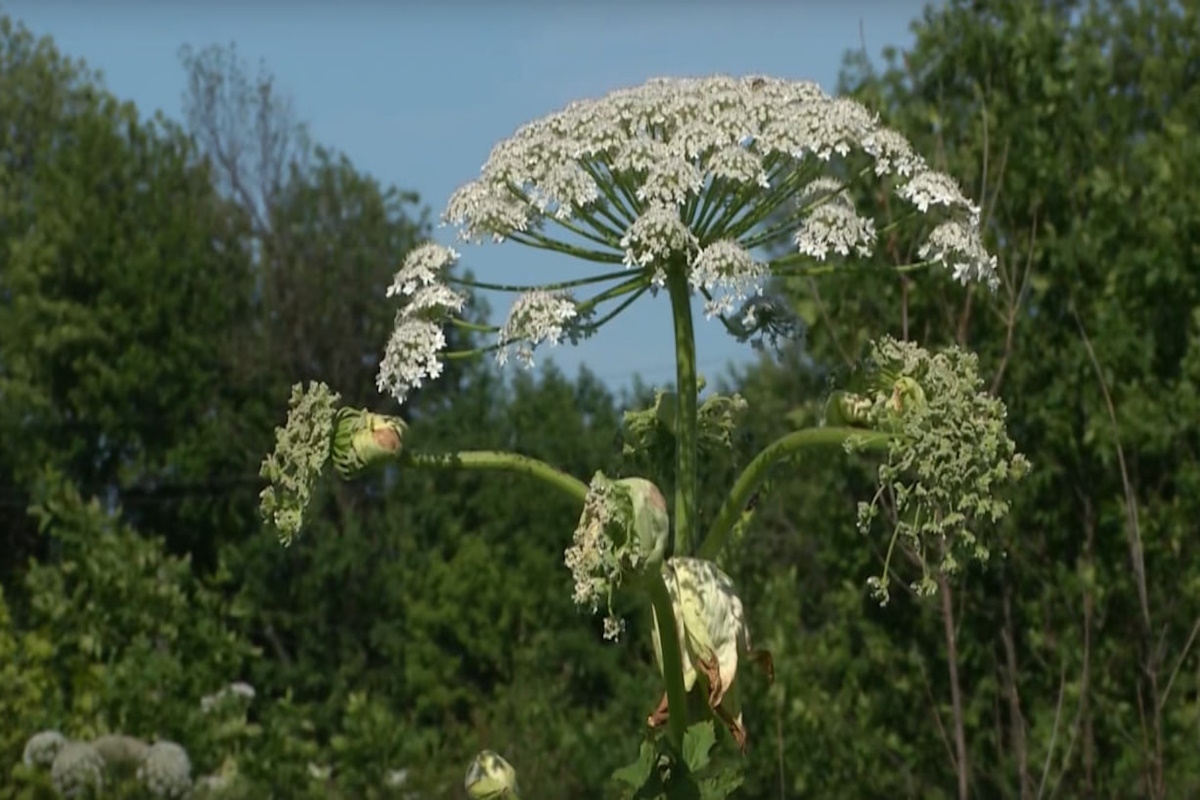    Фото: «ТРК «Сейм», источник: seyminfo.ru