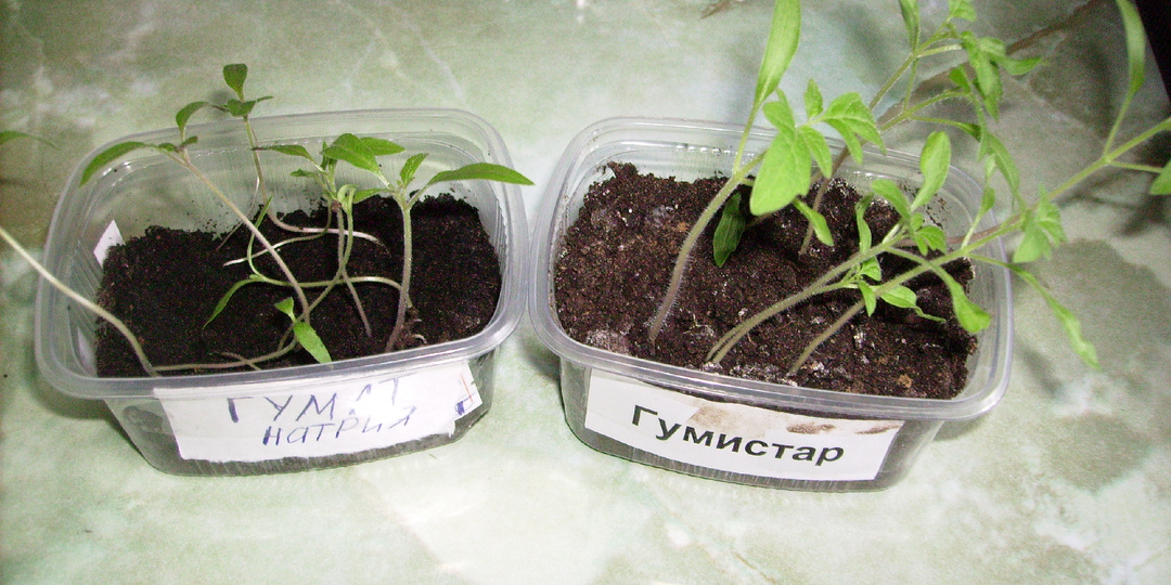 Если сеете в конце срока посева