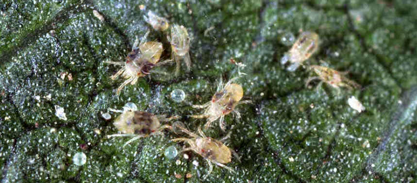 Бороться акарицидами