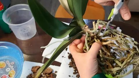 Пересадка орхидеи весной: как не погубить корни при замене коры