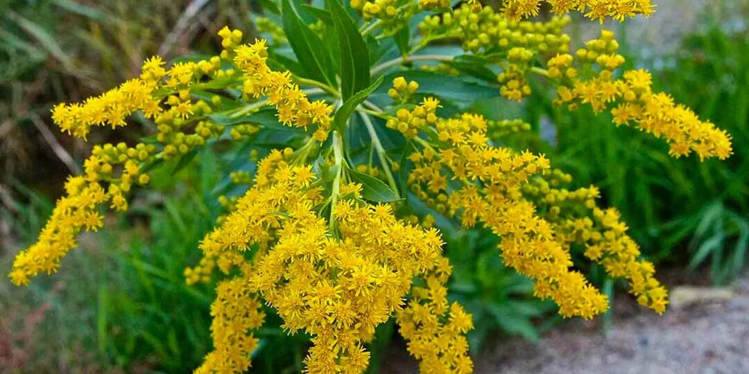 Золотой дар природы: как золотарник помогает почкам, печени и не только - правда и мифы о целебной траве