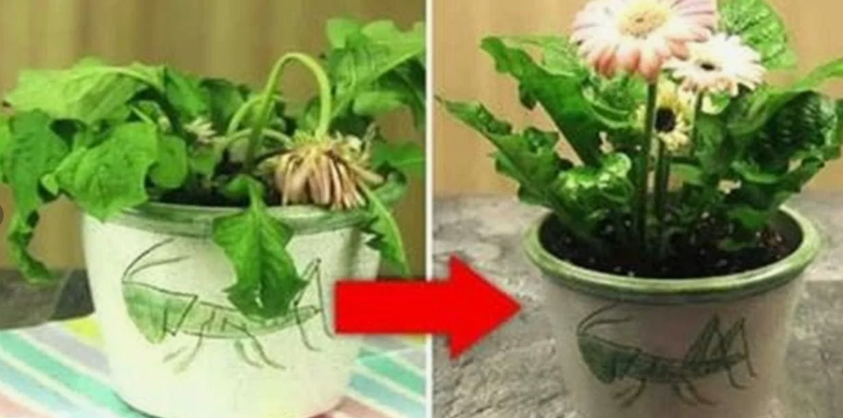 Почему после пересадки растение вянет: ошибки с поливом и заглублением