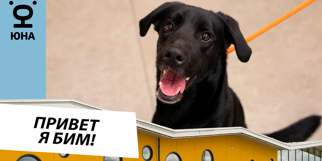 Привет, меня зовут Бим!