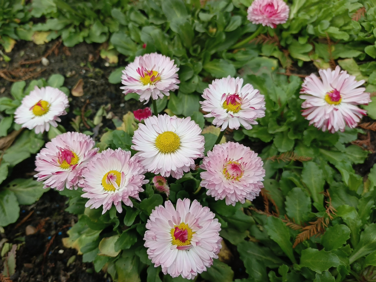 ФТ Сириус, маргаритки, март 2026 года