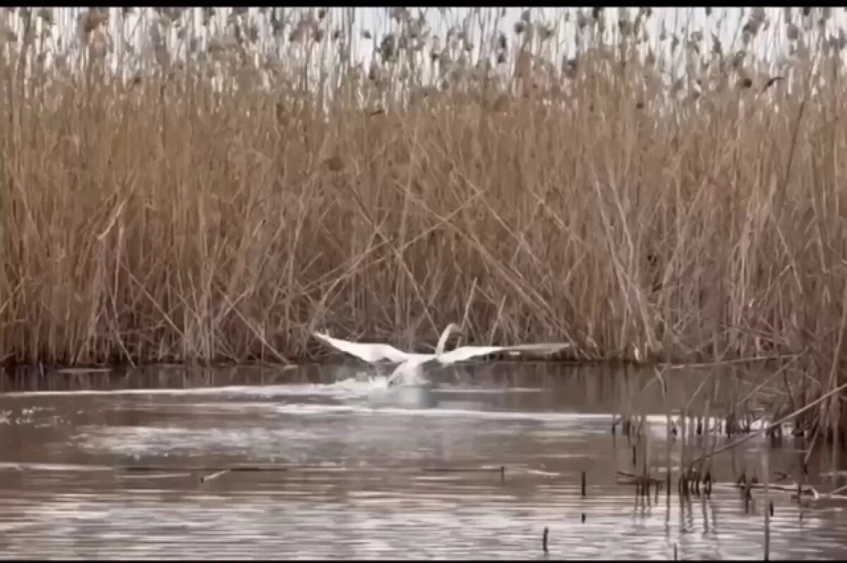    Лебедь бился в сетях, и если бы работники не подоспели на помощь, гибели было бы не миновать.