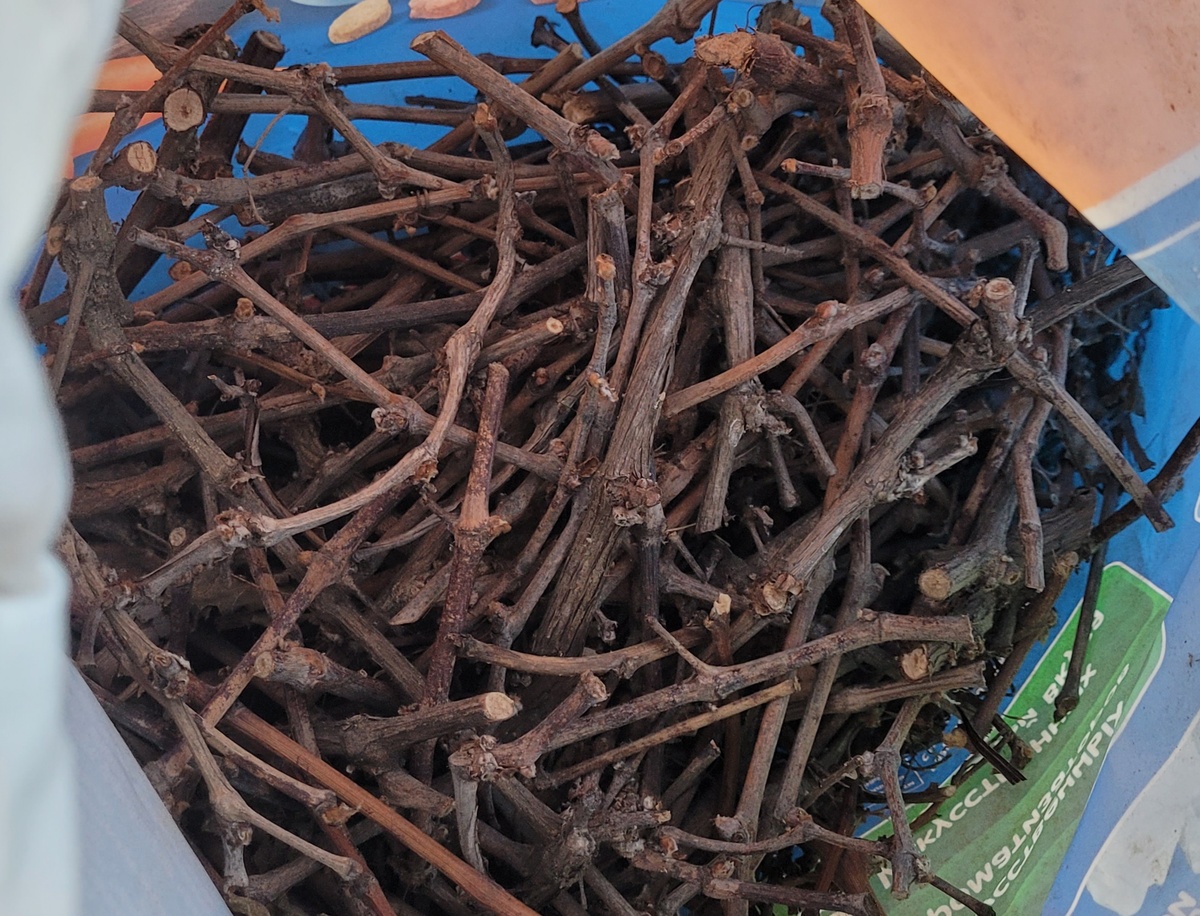 Лоза с прошлогодней обрезки винограда