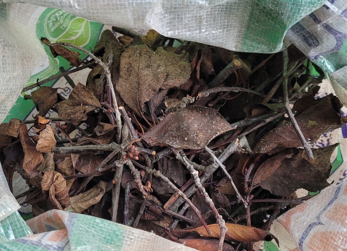 Ветки вишни с листьями, которые остались после обрезки деревьев сотрудниками крымэнерго 