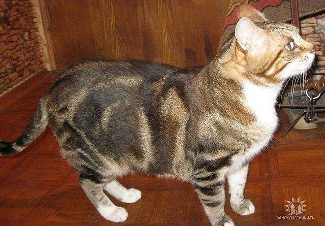 Тот самый очень харизматичный кот