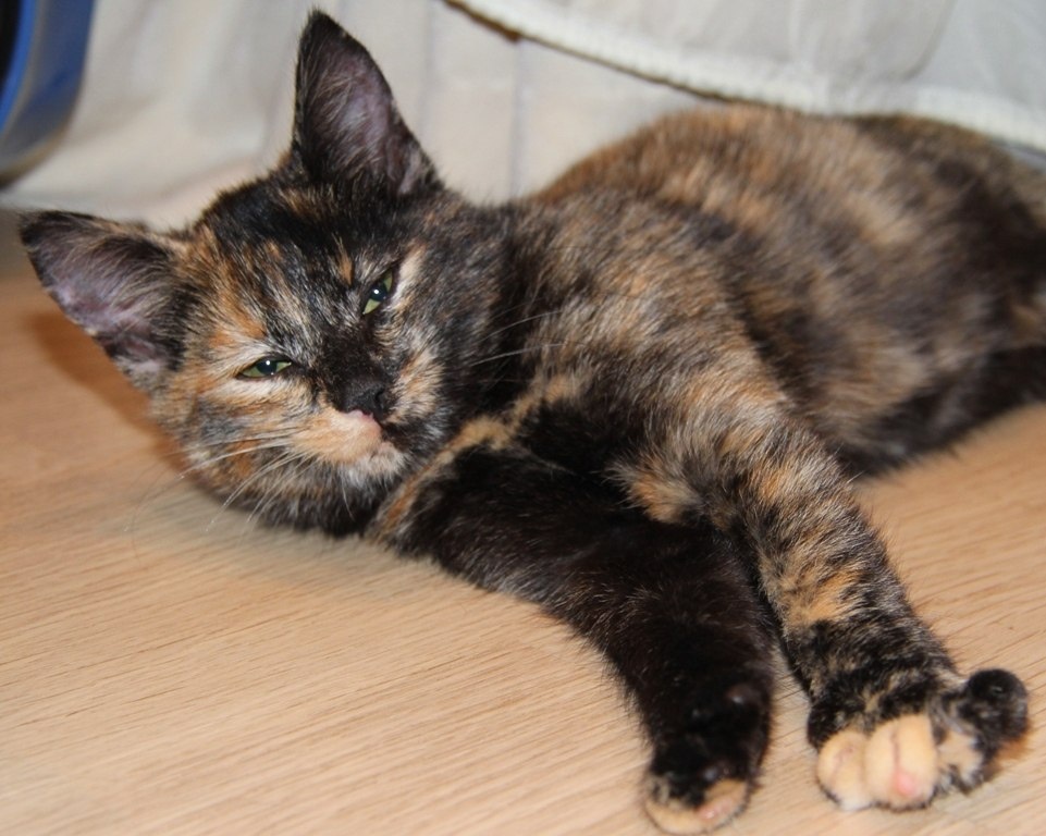 Черепашонок - это я))