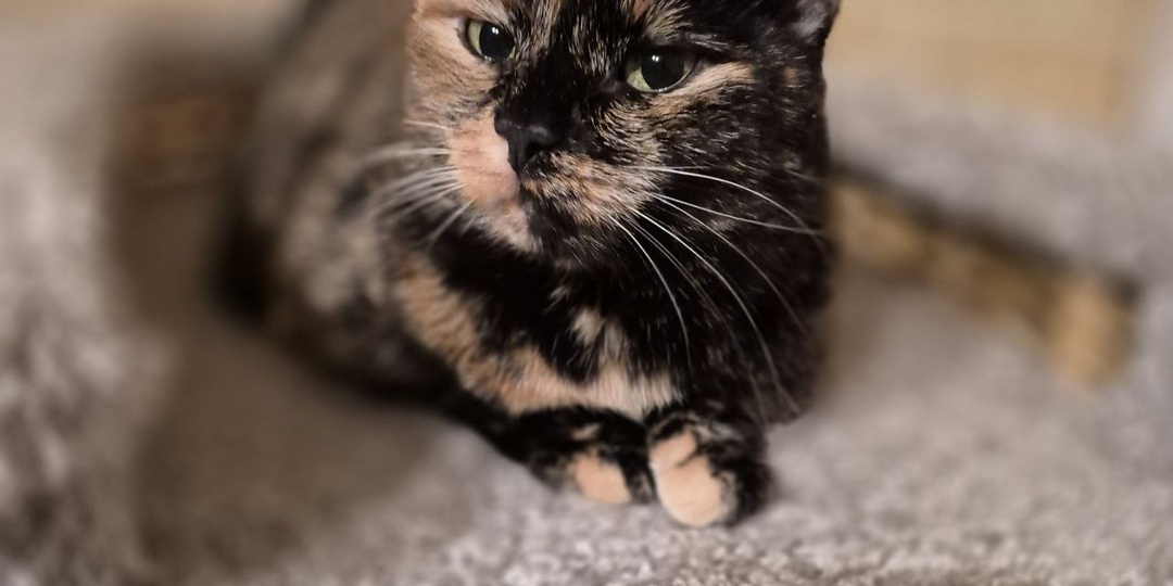 Если однажды человек категорически зарекается заводить котиков, с ним может случиться вот что