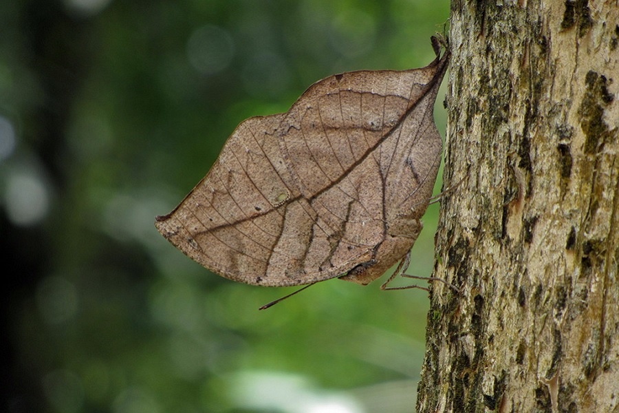 Каллима или бабочка-листовидка. Фотография из интернета.