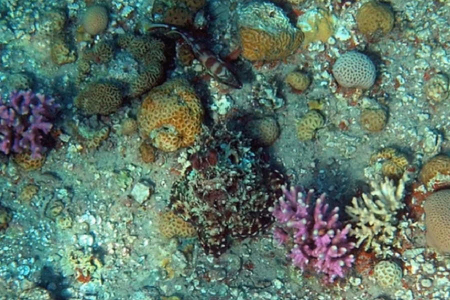 Да, здесь есть осьминог. Фотография из интернета.