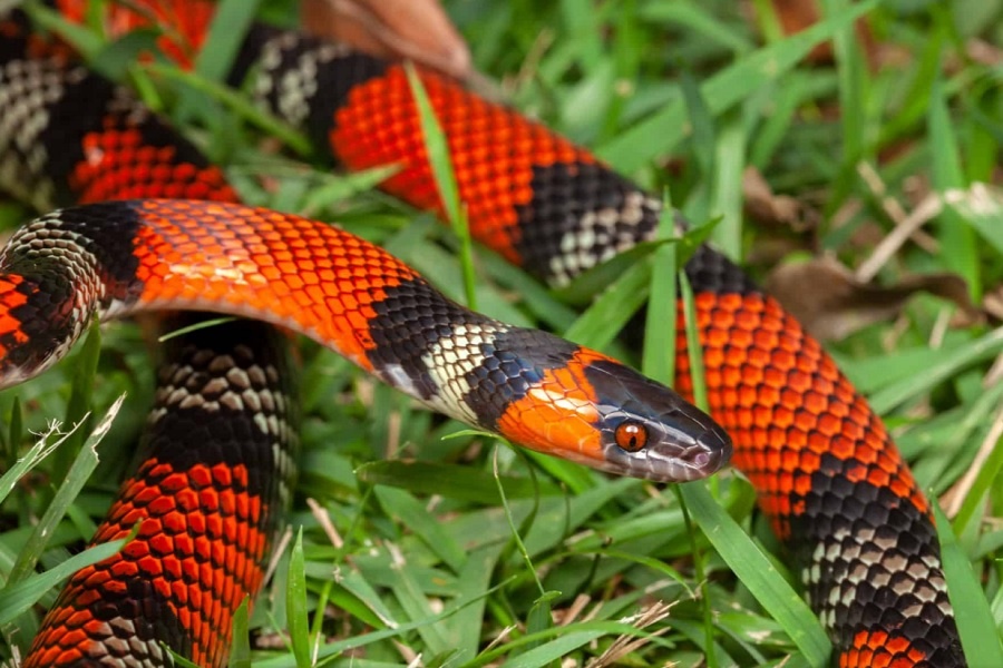 Тест на внимательность - кто перед нами: коралловый или псевдокораллоый красивчик? Фотография из интернета.