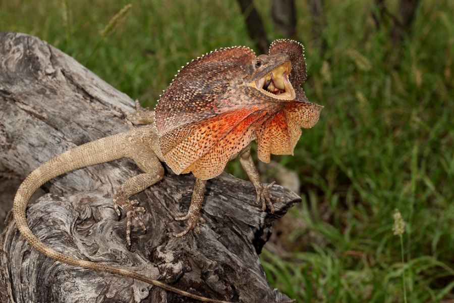 Очень сердитая плащеносная ящерица. Фотография из интернета.