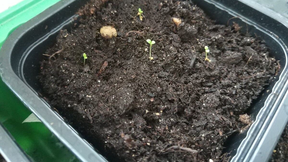 Редкие всходы петунии