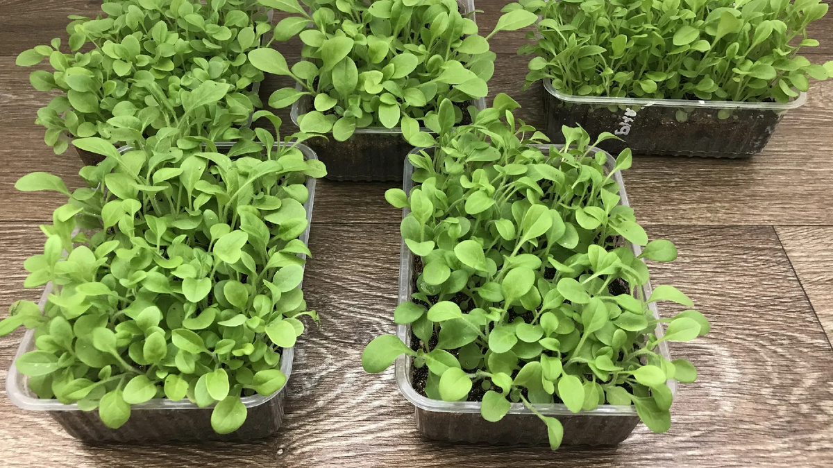 Дружные всходы