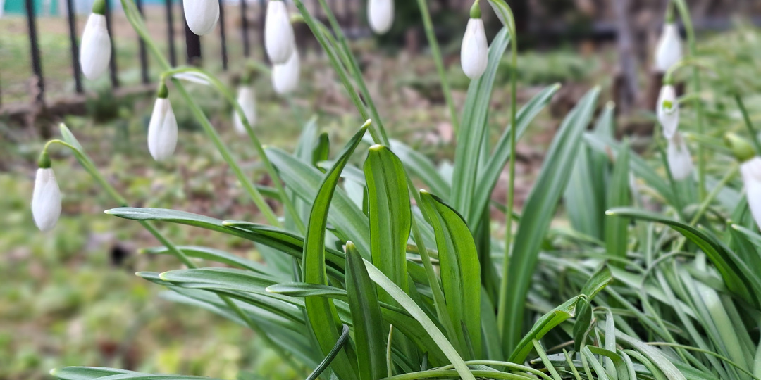ВЕСНА ИДЕТ!Первая прогулка по оттаявшим дорожкам в саду.