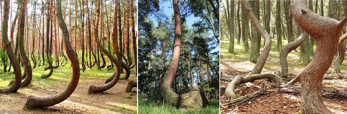 ⚠️Так влияют геомагнитные излучения на рост деревьев.

У людей постоянное пребывание в таких зонах (более 3х часов в день) приводит к хроническим и онкологическим заболеваниям.