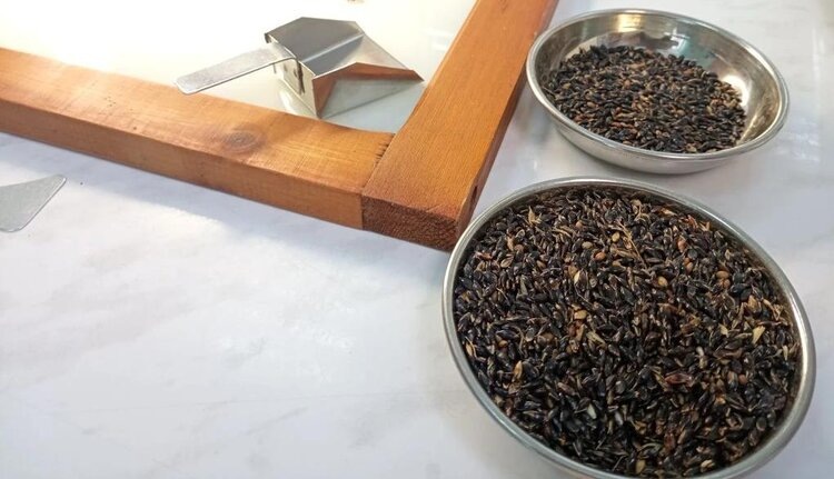    В партии семян суданки вместо всхожести нашли вредные сорняки