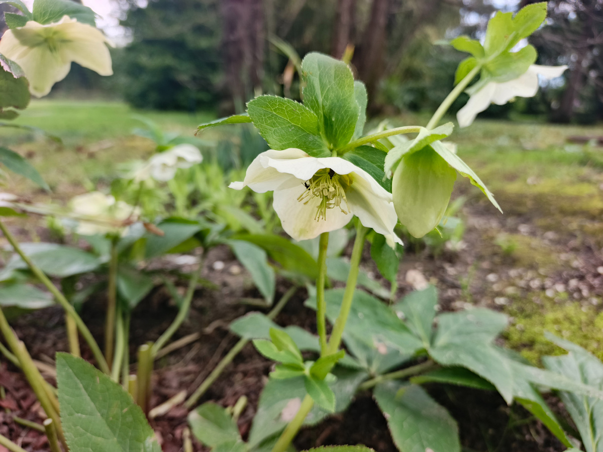 Адлер, Морозник, март 2026 года