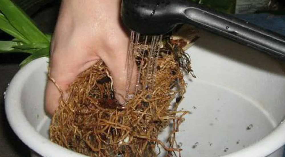 Нужно ли мыть корни при пересадке комнатных цветов: споры экспертов