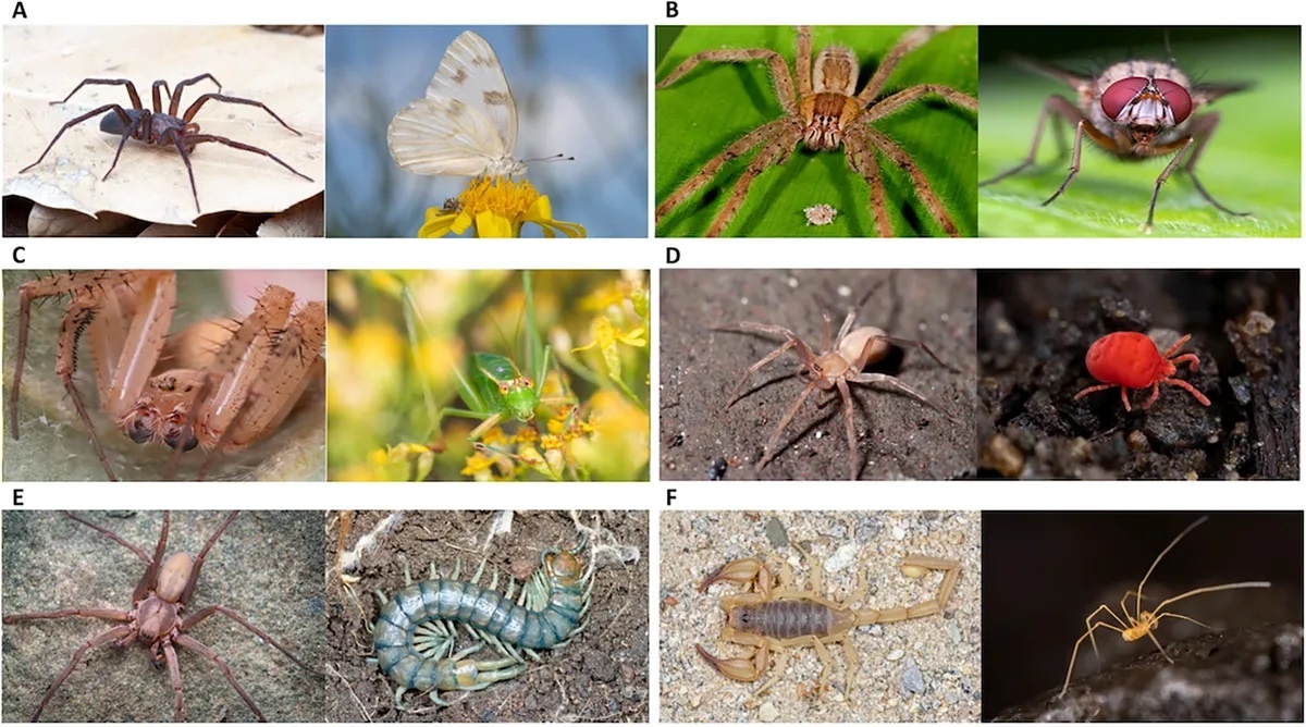    Изображения, используемые во время экспериментаBrase, EC, et al. Frontiers In Arachnids Science (2026); CC BY 4.0