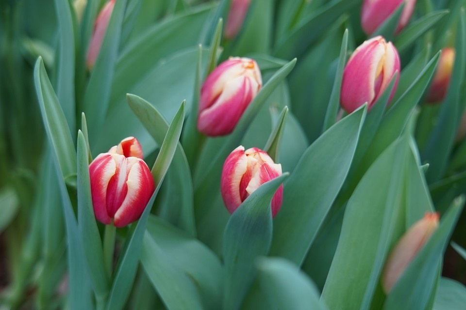    Основной объем поставок за прошлый год пришелся на Новосибирскую область. Фото: ИВАНОВА Диана