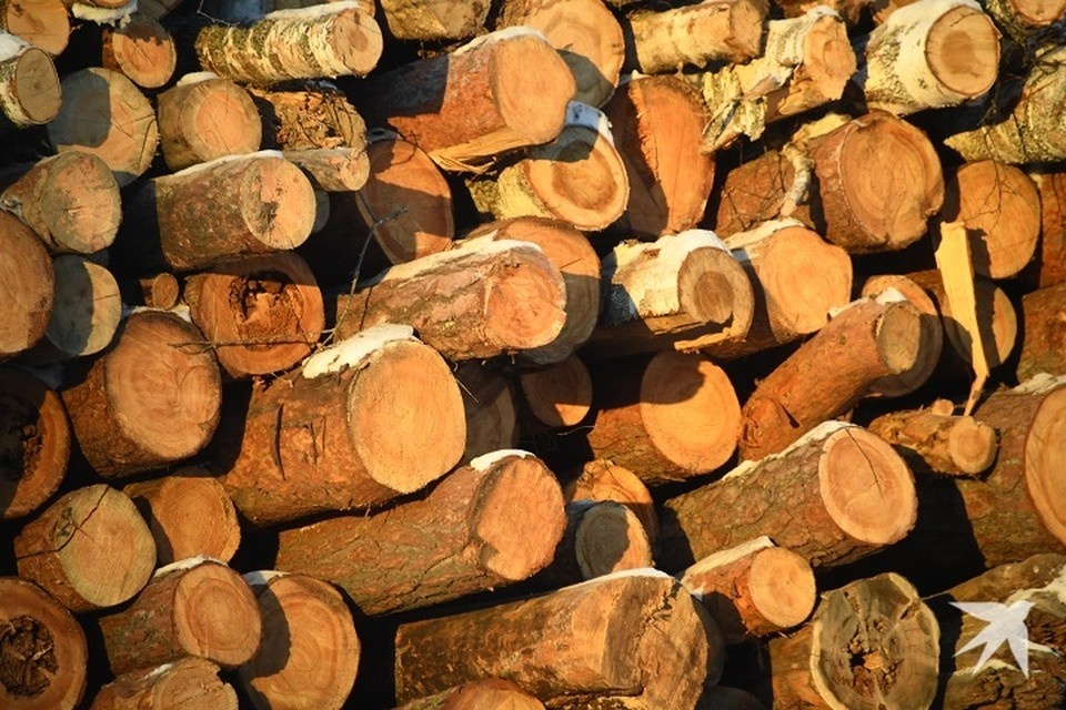    Более 10 тысяч кубометров древесины досмотрел Россельхознадзор Иван МАКЕЕВ